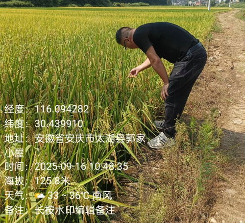 天華鎮植保行動 科技護航，糧食豐產之路