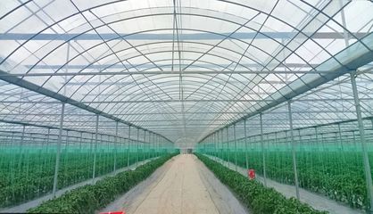 斜角村 以菜為基，以水為業，雙輪驅動助力鄉村產業振興