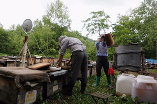 電商扶貧 京東如何撬動饒河黑蜂蜂蜜產業，賦能農產品上行